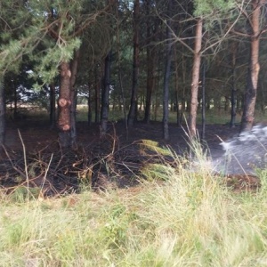 Pożar poszycia leśnego w Wydmusach