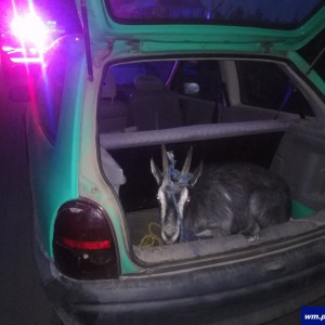 Kierowca pijany a w samochodzie... koza. Policjanci nie wierzyli w to, co widzą!