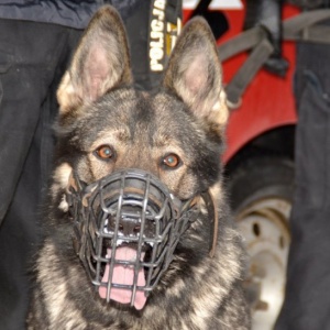 Nabór psów do służby w policji