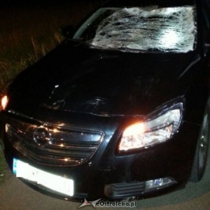 Ostrożnie w rejonie lasów! Groźne zderzenie z łosiem w Nożewie