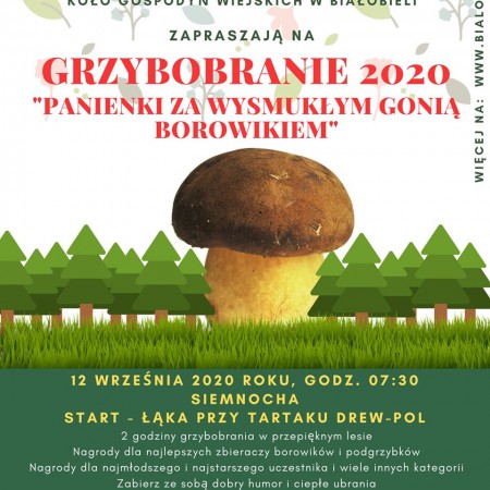 Grzybobranie 2020. "Panienki za wysmukłym gonią borowikiem"