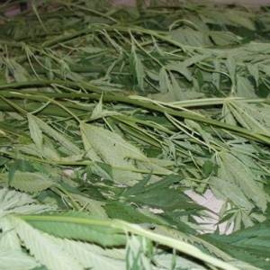 Nielegalne plantacje marihuany w Olszewce i Ławach zlikwidowane