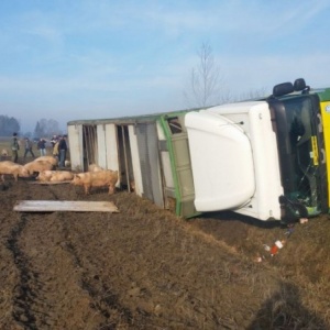 Wypadek ciężarówki przewożącej świnie. Ponad 50 zwierząt zginęło