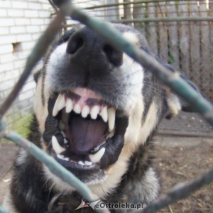 Interwencja Czytelnika: &#8222;Agresywne psy budzą strach w rejonie Czerwina&#8221;