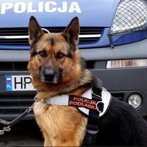 Policyjny pies z Łomży wytropił sprawców zniszczenia mercedesa