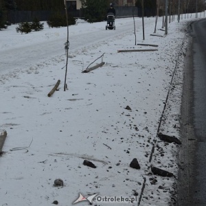 Ostrołęka: Wandale zniszczyli drzewka wzdłuż ulicy Bohaterów Warszawy [ZDJĘCIA]