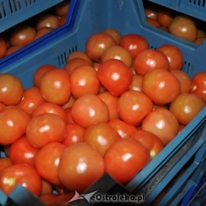 Zuchwały skok na transport z pomidorami. Łupem złodziejaszków padły warzywa o wartości 20 000 złotych!