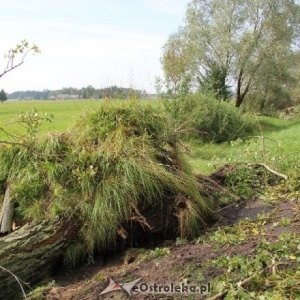 Wiatr połamał drzewa w trzech gminach