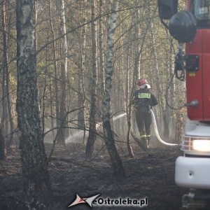 Spłonął hektar lasu w Jeglijowcu. To mogło być celowe podpalenie