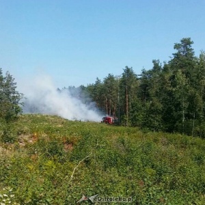 Pożar lasu w Goworkach [FOTO]