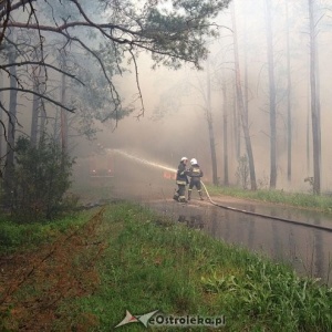 Pożar lasu w Krukach