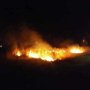 Nocny pożar trzcin i trawy pod Goworowem [ZDJĘCIA]