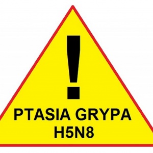 Ptasia grypa coraz bliżej!