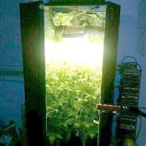 "Ogrodnik" z konopiami w szafie