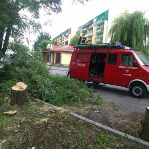 Uszkodzone drzewa zagrożeniem dla mieszkańców Ostrołęki