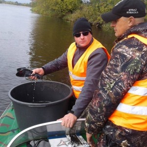 PZW Narew podsumowuje ubiegłoroczne akcje zarybieniowe