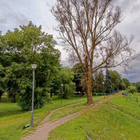 Niebezpieczne drzewo przy moście Madalińskiego. "Może runąć na chodnik, ławkę lub ulicę" [ZDJĘCIA]