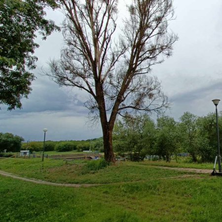 Suche drzewo przy moście Madalińskiego będzie usunięte? Miasto złożyło wniosek