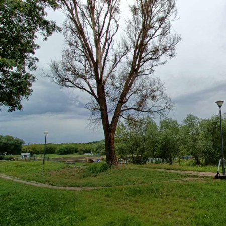 Suche drzewo przy moście Madalińskiego będzie usunięte? Miasto złożyło wniosek