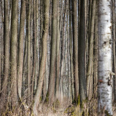 Rezerwat "Olsy Płoszyckie" - miejsce pokazujące niezwykłą naturę Mazowsza 