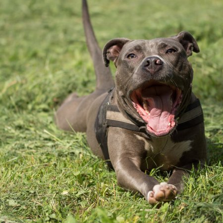 Amstaff rzucił się na przechodnia. Właściciel psa uciekł, szuka go policja!