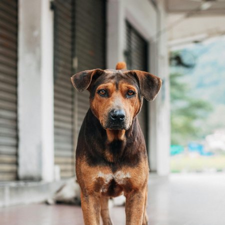 Ruszają szczepienia przeciwko wściekliźnie w gminie Olszewo-Borki. Sprawdź terminarz na 2026 rok