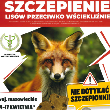 Wiosenna akcja szczepienia lisów