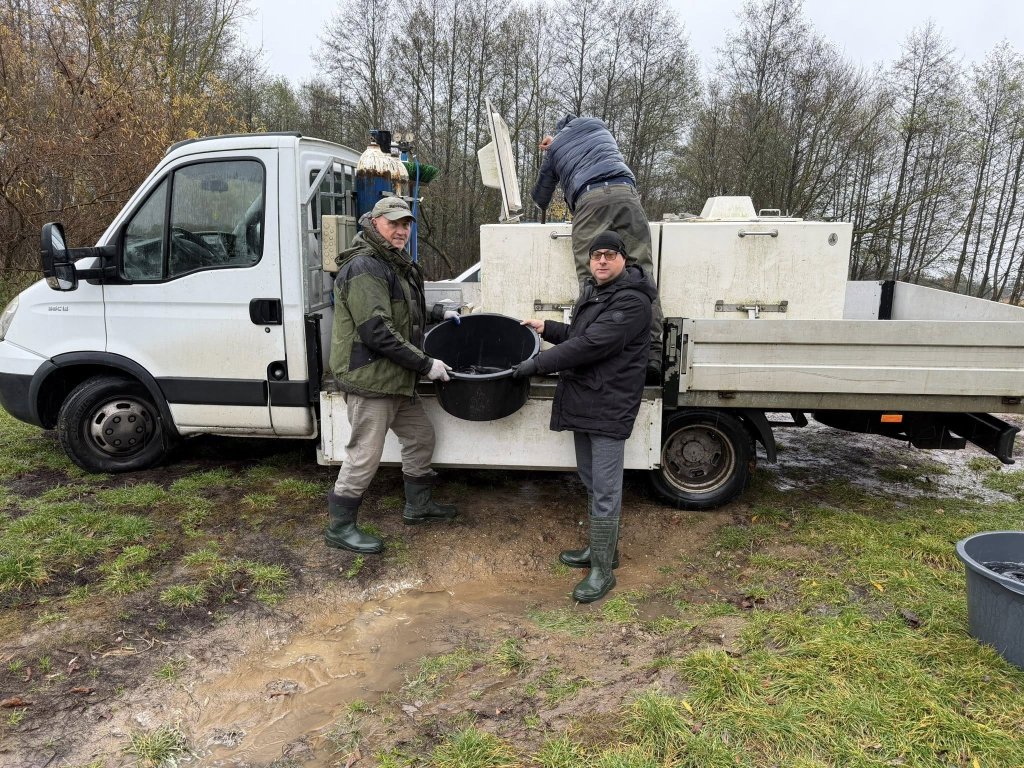 200 kilogramów suma trafiło do Narwi. Udana akcja zarybiania w Ostrołęce [WIDEO]