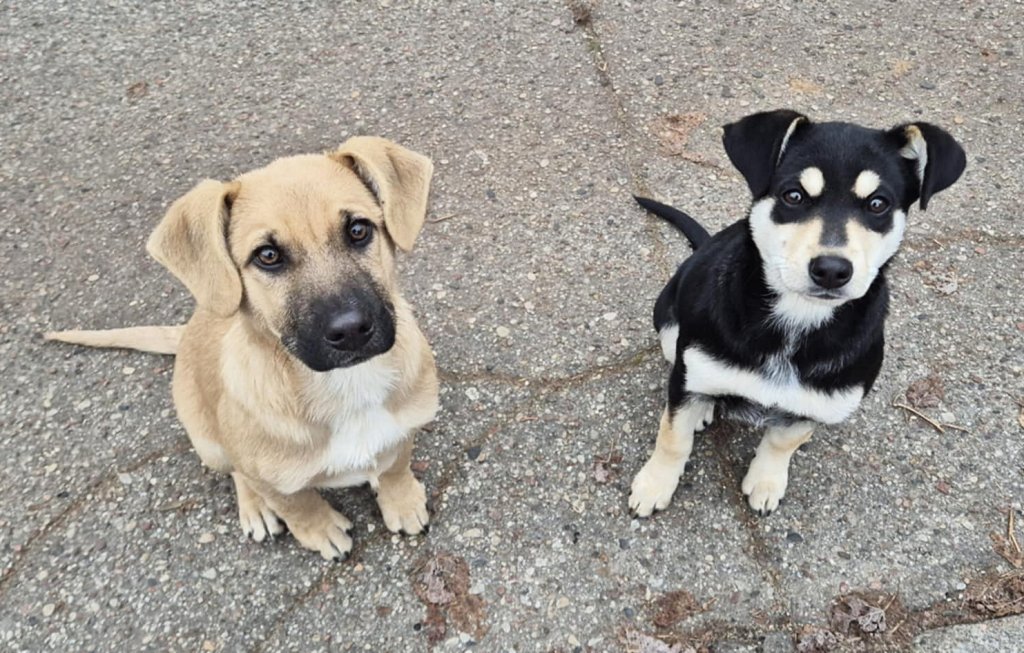 Pilne! Dwa szczeniaki znalezione w Ostrołęce. Mamy czas do poniedziałku, by uratować je przed schroniskiem!