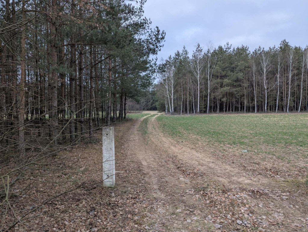 Zaciągnął ją do lasku przez tą polanę