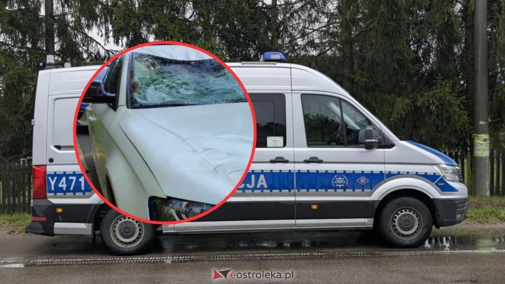 Wypadek z łosiem na trasie Ostrołęka - Ostrów Mazowiecka. Zwierzę zginęło na miejscu.