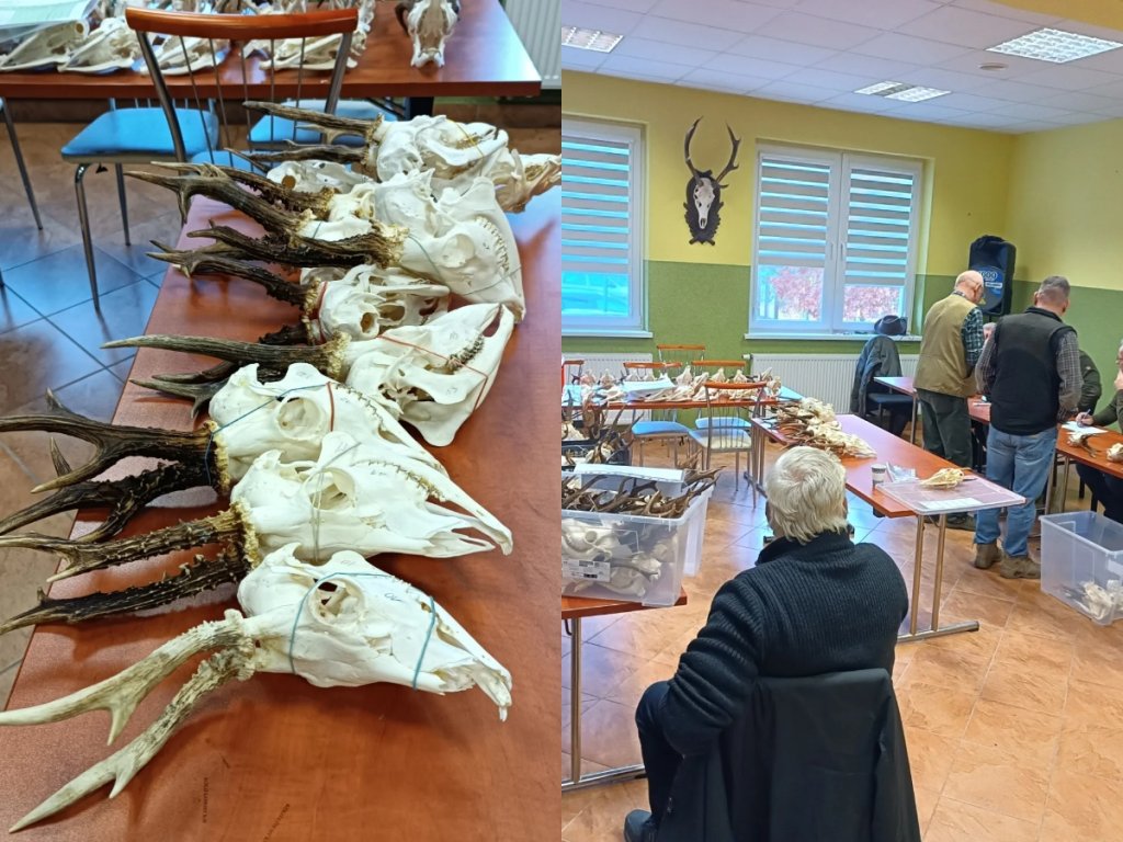Trwa ocena odstrzału rogaczy. "To krok w stronę nowoczesnego łowiectwa"