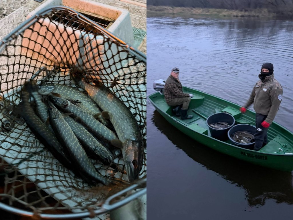 360 kilogramów szczupaka w Narwi. Kolejne udane zarybienie [WIDEO]