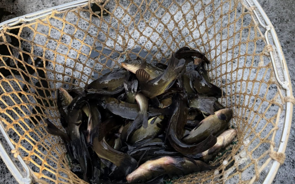 200 kilogramów lina trafiło do Omulwi [ZDJĘCIA]