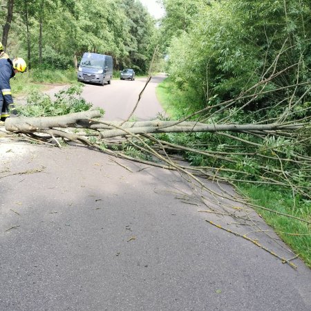 Strażacy usuwali powalone drzewo z jezdni w Dąbku