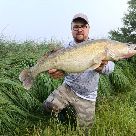 Rekordowy sandacz z Wykrotu. Wędkarz z koła PZW Narew 38 złowił wielką rybę
