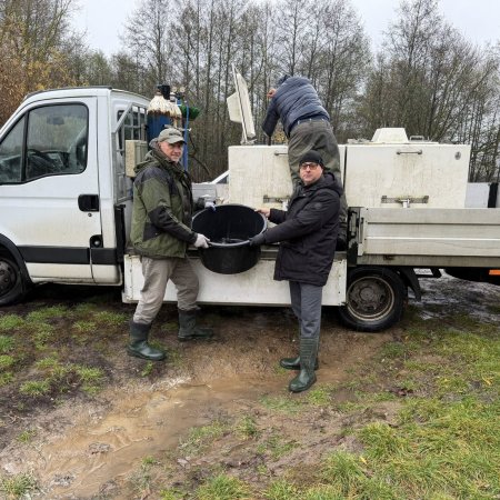 200 kilogramów suma trafiło do Narwi. Udana akcja zarybiania w Ostrołęce [WIDEO]
