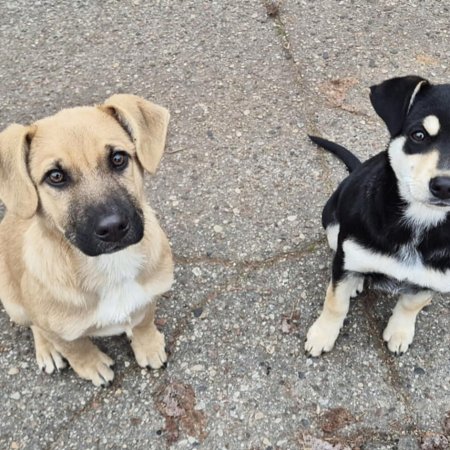Pilne! Dwa szczeniaki znalezione w Ostrołęce. Mamy czas do poniedziałku, by uratować je przed schroniskiem!