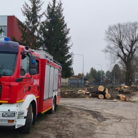 Uszkodzone drzewa w Ostrołęce. Do akcji ruszyli strażacy [ZDJĘCIA]