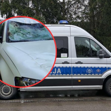 Wypadek z łosiem na trasie Ostrołęka - Ostrów Mazowiecka. Zwierzę zginęło na miejscu