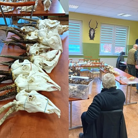 Trwa ocena odstrzału rogaczy. "To krok w stronę nowoczesnego łowiectwa"