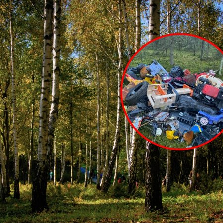 Przykry widok w lesie pod Ostrołęką! "Odwiedziły nas urwisy? Na pewno nie!"