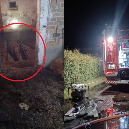 Nietypowa interwencja strażaków w Kadzidle. "Koń wpadł do szamba"