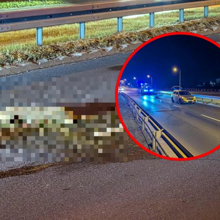 Zderzenie z sarną na obwodnicy. W mieście też trzeba uważać [ZDJĘCIA]