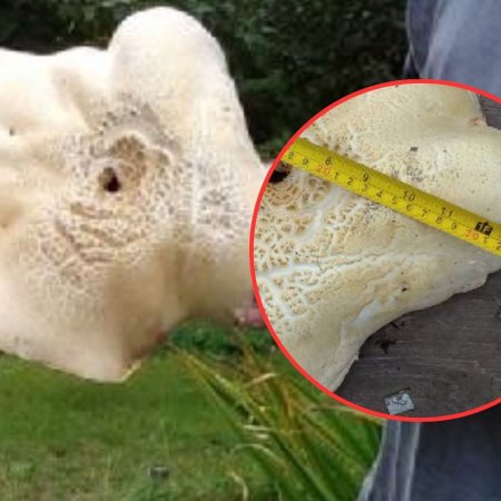 Rekord pobity! Kolejny grzybowy gigant w naszym powiecie. Ten jest jeszcze większy! [ZDJĘCIA]