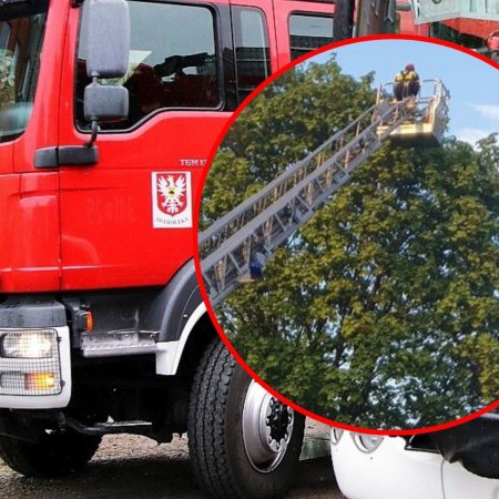 10 metrów nad ziemią – kociak w potrzebie, bohaterowie na miejscu