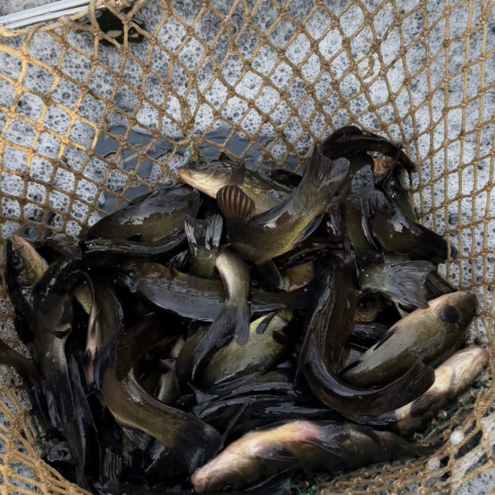 200 kilogramów lina trafiło do Omulwi [ZDJĘCIA]