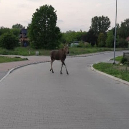 Z lasu na ulice – łoś znów odwiedził Ostrołękę