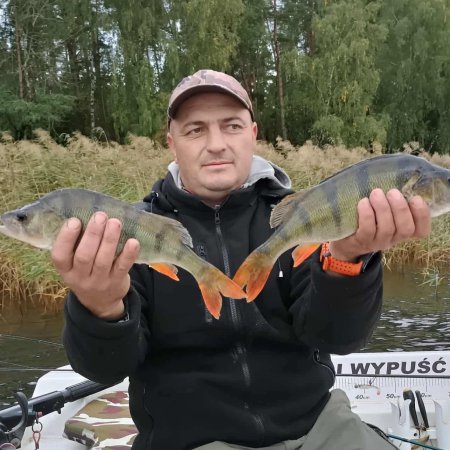Kolejny okaz z Koła PZW 38 Narew Ostrołęka. Imponujący okoń [WIDEO]