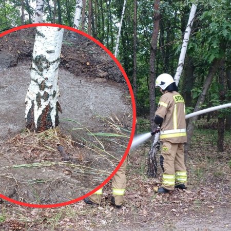 Nietypowa akcja ratownicza w Piaseczni – paliły się mrowiska [ZDJĘCIA]